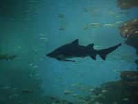 Hai im Palma Aquarium