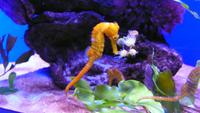 Im Palma Aquarium