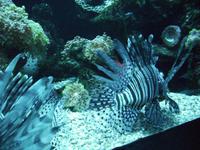 Im Palma Aquarium
