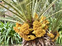 Jardin de Alfabia