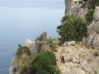Kap Formentor Ziege