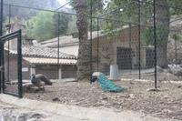 La Granja - Pfau