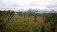 Landschaft bei Sta Eugenia,  Mallorca