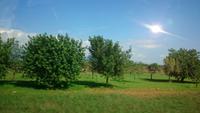 Landschaft bei Sta Eugenia,  Mallorca