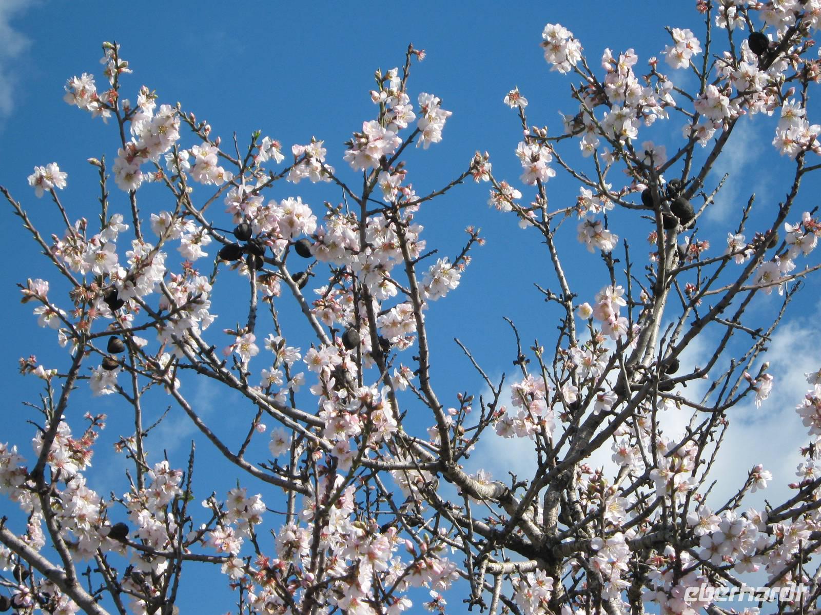 Mandelblüte auf Mallorca