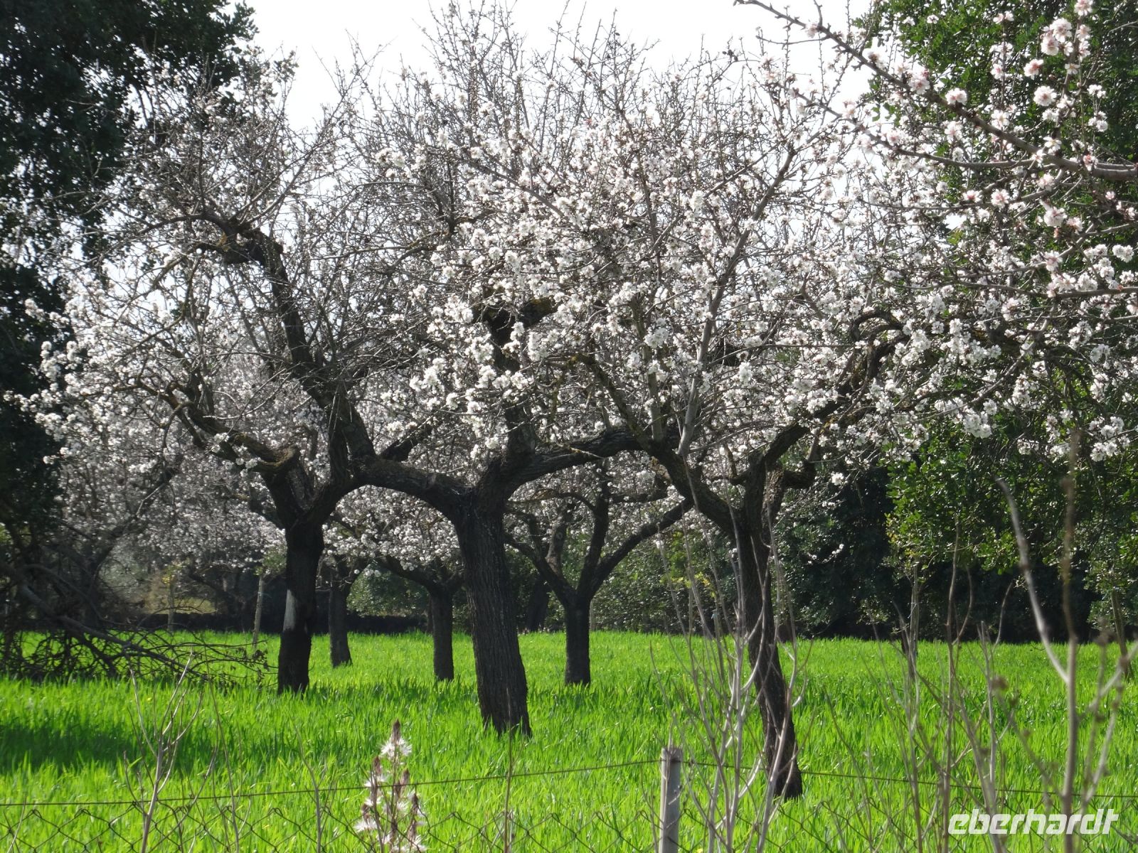 Mandelblüte