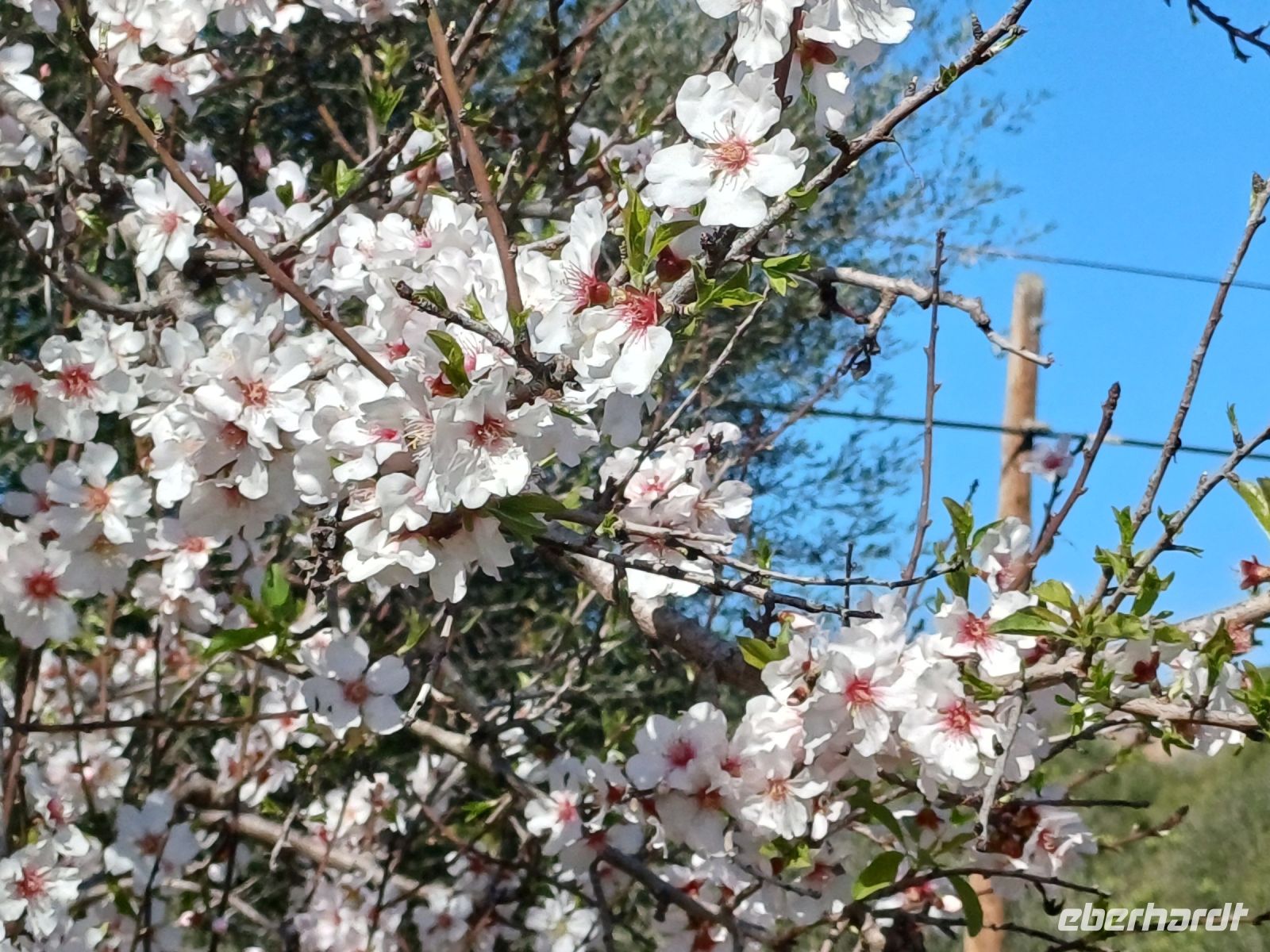 Mandelblüte