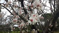 Mandelblüte