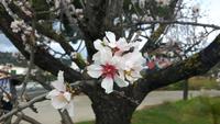Mandelblüte