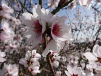 Mandelblüte