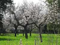 Mandelblüte