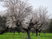 Mandelblüte