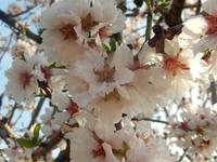 Mandelblüte