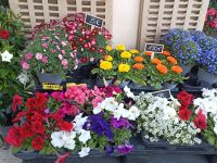 Markt in Sineu - Blumen - Mallorca
