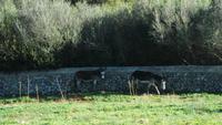 Menorca - Farm Subaida