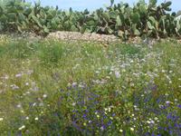 Natur pur