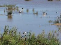Naturschutzgebiet von S‘Albufera 