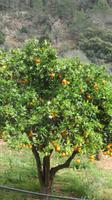 Orangenbaum