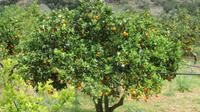 Orangenbaum