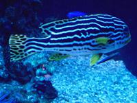Palma Aquarium (7)