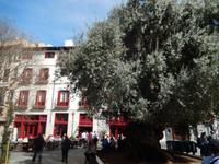 Palma