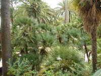 Palmen in Alfabia