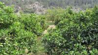 Plantage