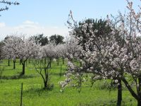 Raixa Mandelblüte