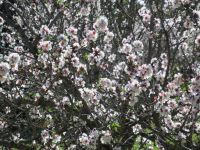 Raixa Mandelblüte