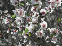 Raixa Mandelblüte