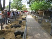 Sineu (2)