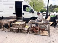 Sineu, Markt