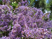 Soller (13)