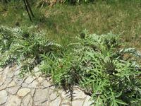 Soller (22)