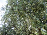 Soller (6)