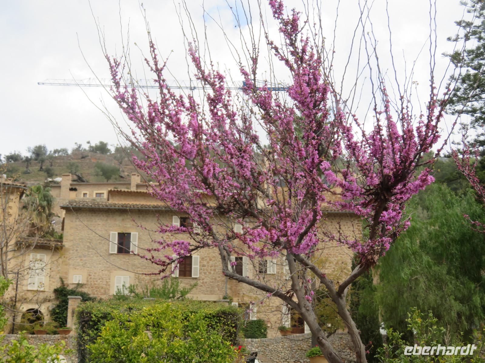 Soller