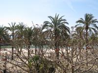 Stadtrundgang Palma