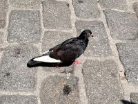 Taube