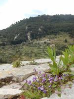 Valldemossa