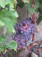 Weingut Vinya Taujana