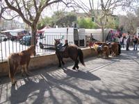 Wochenmarkt in Sineu
