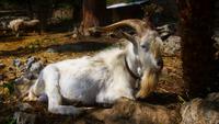 Ziegenbock in der Gartenanlage von Alfabia