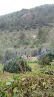 blaue Natternkopf