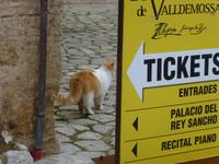 dicker Klosterkater