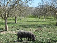 schwarzes Schwein 