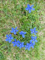 Blauer Enzian in den Pyrenäen