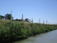 Canmal du Midi. Neubepflanzung.