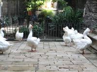 Barcelona. Kreuzgang der Kathedrale