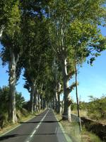 Eine der vielen herrlichen Platanenalleen