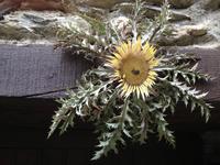 Viele haben Silberdisteln als Glücksbringer an ihren Häusern